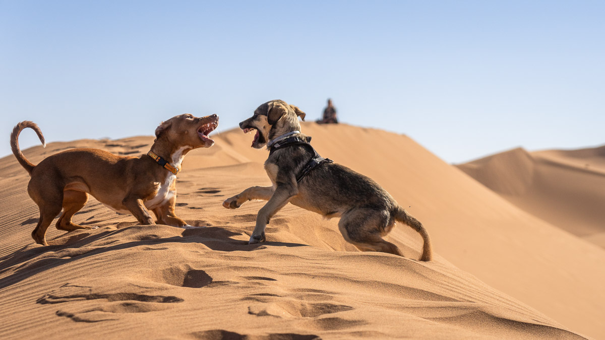Hundehaftpflicht Versicherung im Ausland