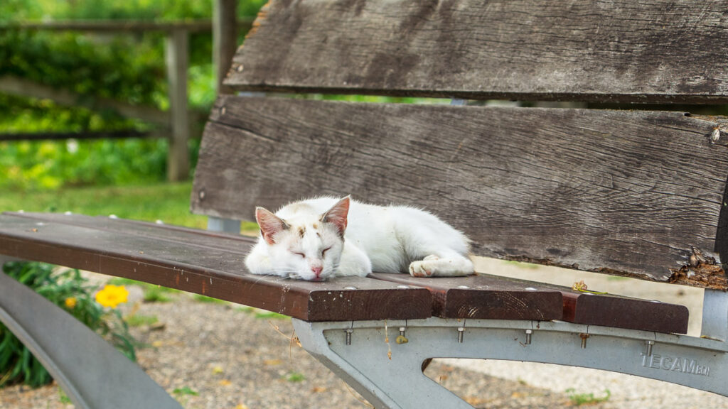 Katzenversicherung, Krankenversicherung für die Katze