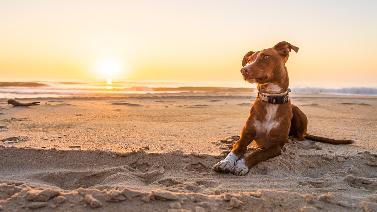 Hundehaftpflicht im Test: Preisvergleich Hundehaftpflichtversicherung